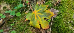 Lønneblad i høstfarger - mapleleaf in atumncolours